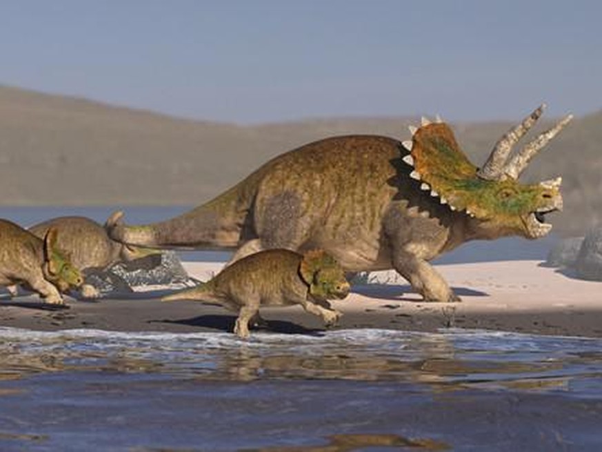 So hätten wohl Triceratops-Dinosaurier lebendig ausgesehen.