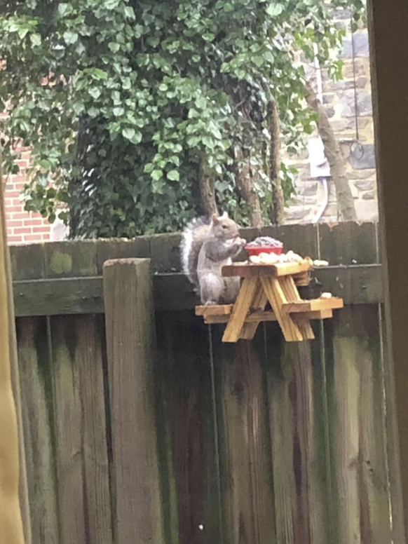 Cute News: Lustiges Eichhörnchen