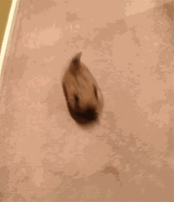 Animiertes GIF
