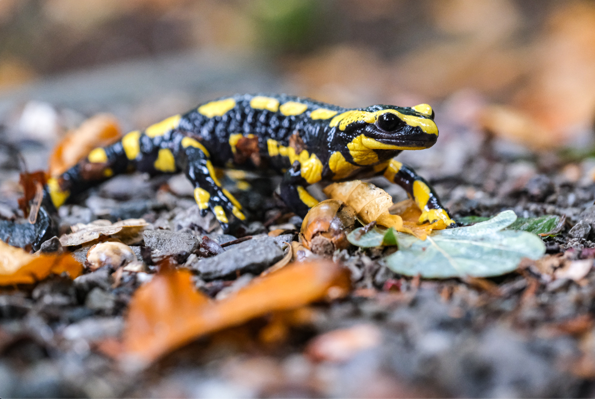 Feuersalamander. SRF Meteo Einsendung Raimund Erni.