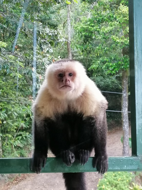 Corona: Diese Destinationen werden derzeit gebucht\nGrüsse aus Costa Rica🐵😎