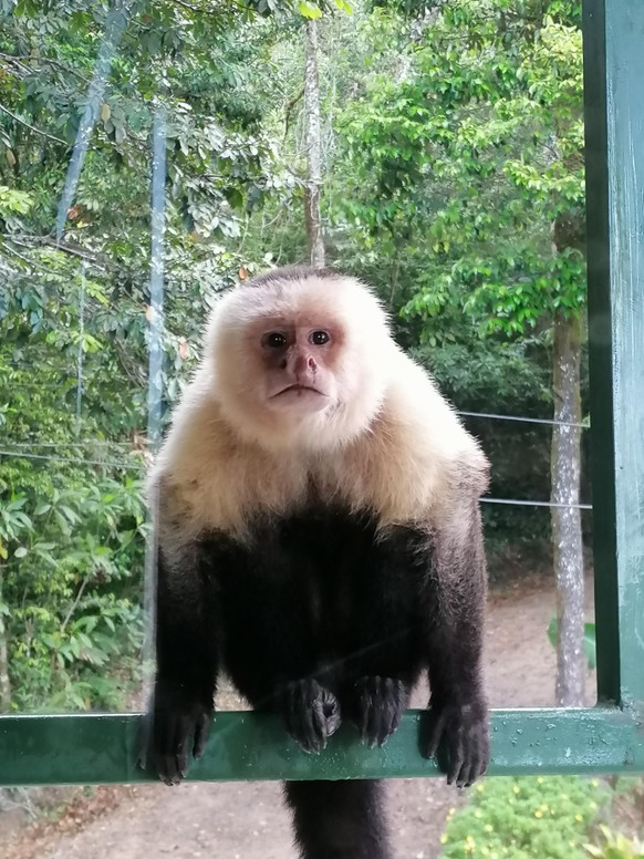 Corona: Diese Destinationen werden derzeit gebucht\nGrÃ¼sse aus Costa Ricaðµð