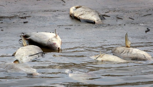 epa06915795 A view of dead fishes on the banks of the Greetsieler Tief water near Greetsiel, northern Germany, 28 July 2018. After some weeks with hot and dry weather, many lakes and rivers in the Nor ...