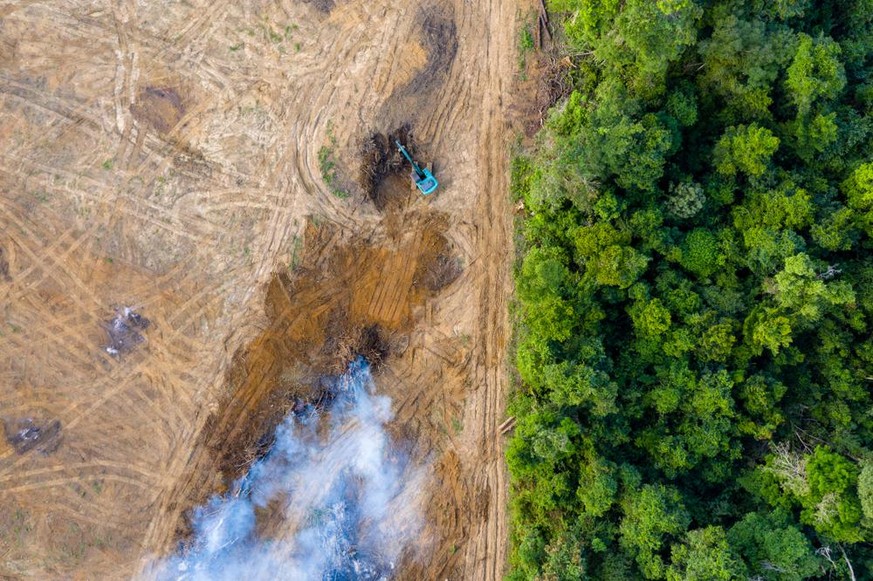 entwaldung deforestation symbolbild rodung waldrodung