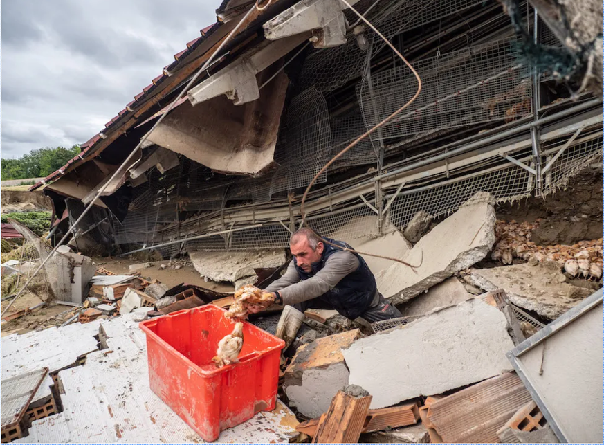 A helper tries to rescue the surviving animals from the rubble.