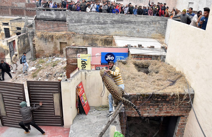 epa07335221 A leopard attacks an Indian forest official in the Lamba Pind village, Punjab, India, 31 January 2019 (issued 01 February 2019). Multiple attempts were made to capture the leopard after it ...