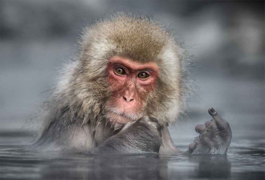 The Comedy Wildlife Photography Awards 2017
Linda Oliver
Yamanto
Australia

Title: Sending a Clear Message
Caption: What they really think of photographers
Description: A visit to the hot spring in th ...