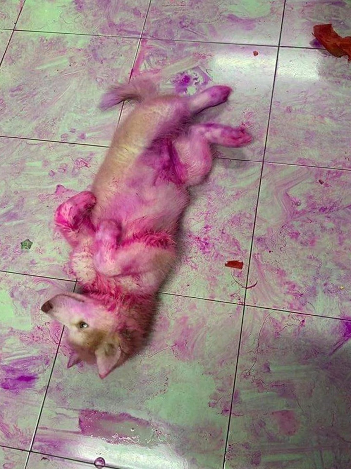 cute news tier hund

https://www.reddit.com/r/AnimalsBeingJerks/comments/14wp9jr/never_leave_your_dog_with_your_dragonfruit/