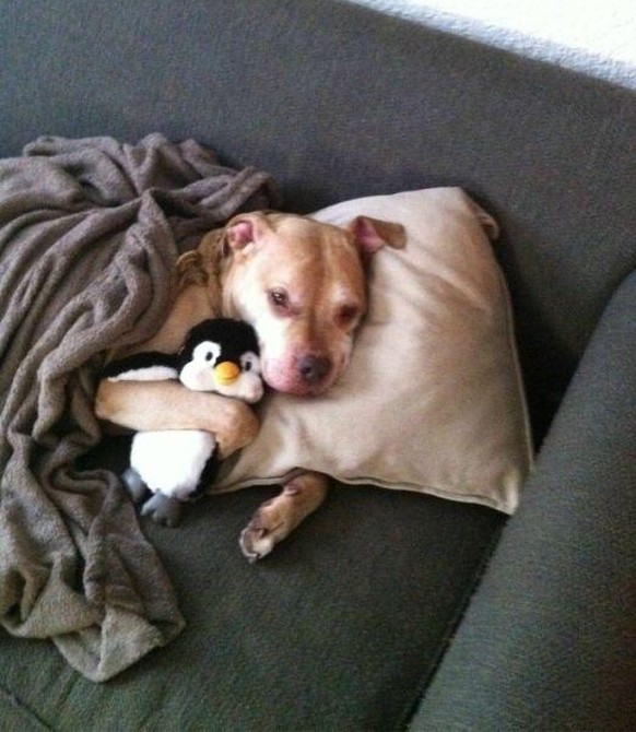 Hund schläft mit Stofftier.
Cute News
http://www.ebaumsworld.com/pictures/cuteness-overload/83883140/