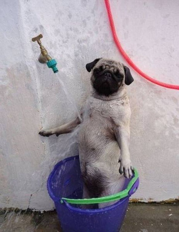 Und jetzt: Entspannen. Der PICDUMP ist endlich da. 😌 
Das ist jetzt mein 3333. Kommentar auf Watson, und ich hab ihm mir extra für den Picdump aufgehoben! Ein Bild hatte ich auch, aber es ist das ers ...