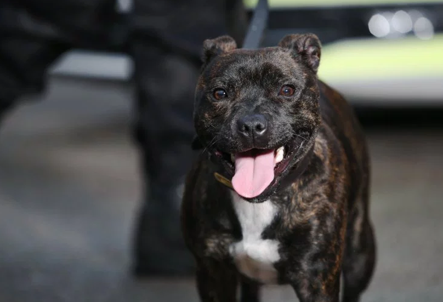 Polizeihund Cooper hat Drogen für über 300'000 Franken erschnüffelt.&nbsp;