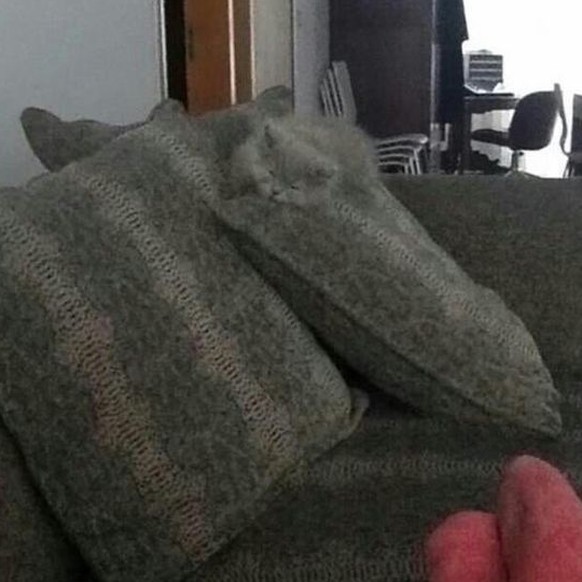 Getarnte Katze auf Sofa.

https://www.pinterest.com/pin/325174035579028811/