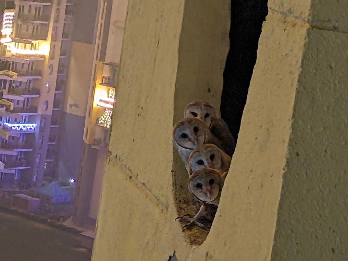 cute news tier eulen

https://www.reddit.com/r/Owls/comments/1gk2k5g/found_these_beauties_in_my_building_shaft/