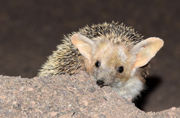 The close up of Long-eared hedgehog in desert, The long-eared hedgehog is a species of hedgehog native to Central Asian countries and some countries of the Middle East. The long-eared hedgehog lives i ...