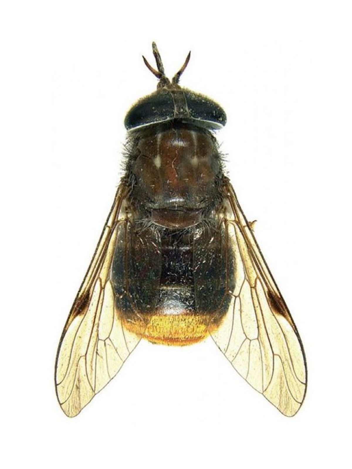 Scaptia beyonceae 
https://en.wikipedia.org/wiki/Scaptia_beyonceae#/media/File:Scaptia_Beyonceae.jpg