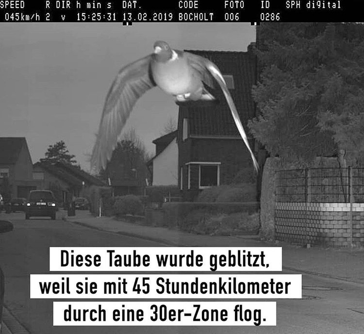 Die Ente hat gesprochen: Hopp. Picdump! 🙃
Armando wurde der Führerschein entzogen.