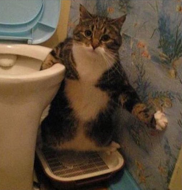 Katze Toilette
Imgur
http://imgur.com/gallery/J7fZy