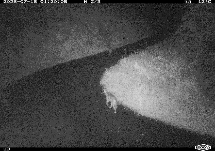 Alpthal Wolf Schwyz Fotofalle