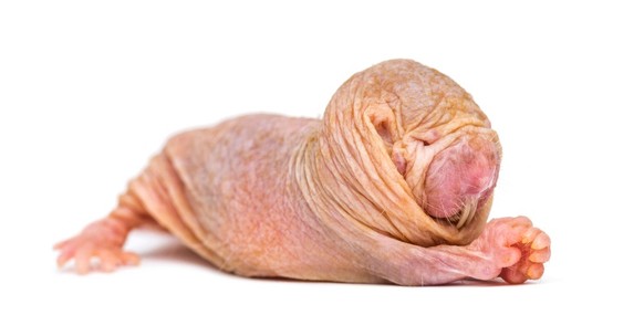 Nacktmull