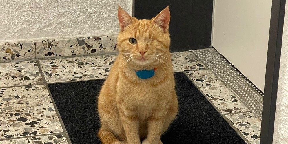 Seit dem Spätfrühling erfährt der Besitzer von Kater «Heaven» immer wieder Hinweise, dass das Tier im Bus mitfährt. Auch auf dem Polizeiposten musste er den Kater schon abholen.