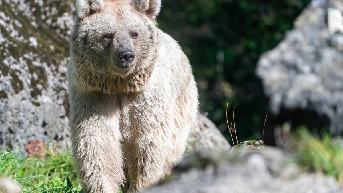 Im Tierpark Goldau hat's wieder zwei Bärendamen