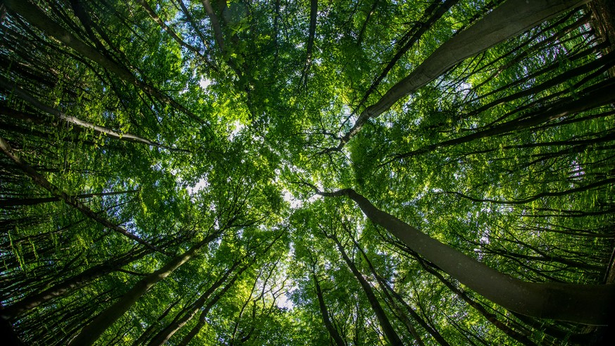 ARCHIV - 06.06.2017, Mecklenburg-Vorpommern, Sassnitz: Ein Buchenwald auf der Insel Rügen. Der Klimawandel kann durch nichts so effektiv bekämpft werden wie durch Aufforstung - dieses im Sommer veröff ...