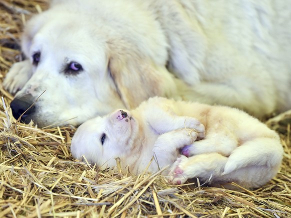 A three-weeks old Pyrenean Mountain Dog puppy lying on the hay in front of its mother Uschi in a sheep shelter in Altlandsberg, Germany, Thursday, Nov. 2, 2017. (Patrick Pleul/dpa via AP)