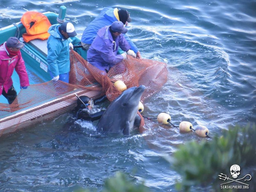 Fischer auf Delfinjagd in der Bucht bei Taiji.