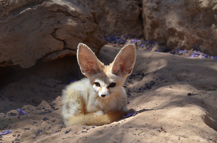 Fennek, Wüstenfuchs