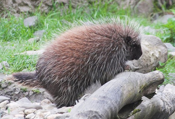 Baumstachler

https://commons.wikimedia.org/wiki/File:Baumstachler.jpg