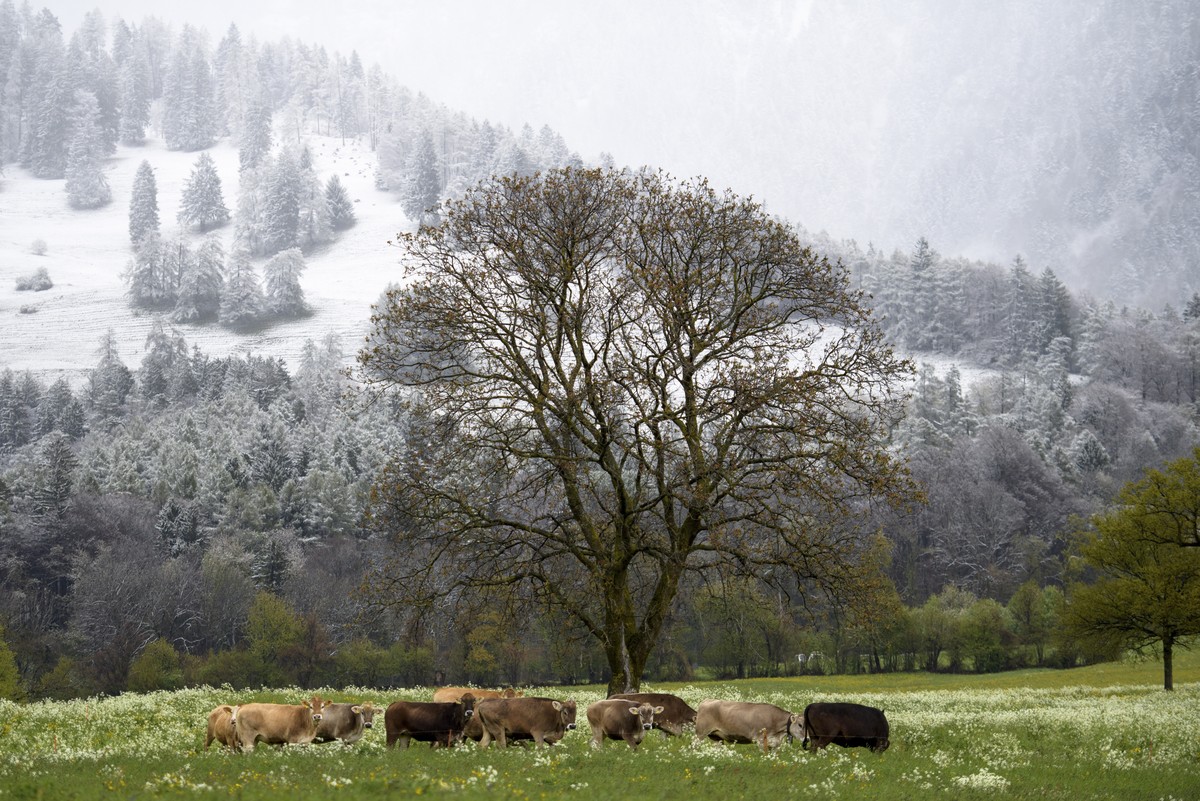 Kuehe stehen auf einer Weide vor frisch verschneitem Wald, am Dienstag, 18. April 2017, in Maienfeld. Nach einer langen Trockenperiode sank die Schneefallgrenze heute bis ins Flachland. (KEYSTONE/Gian ...
