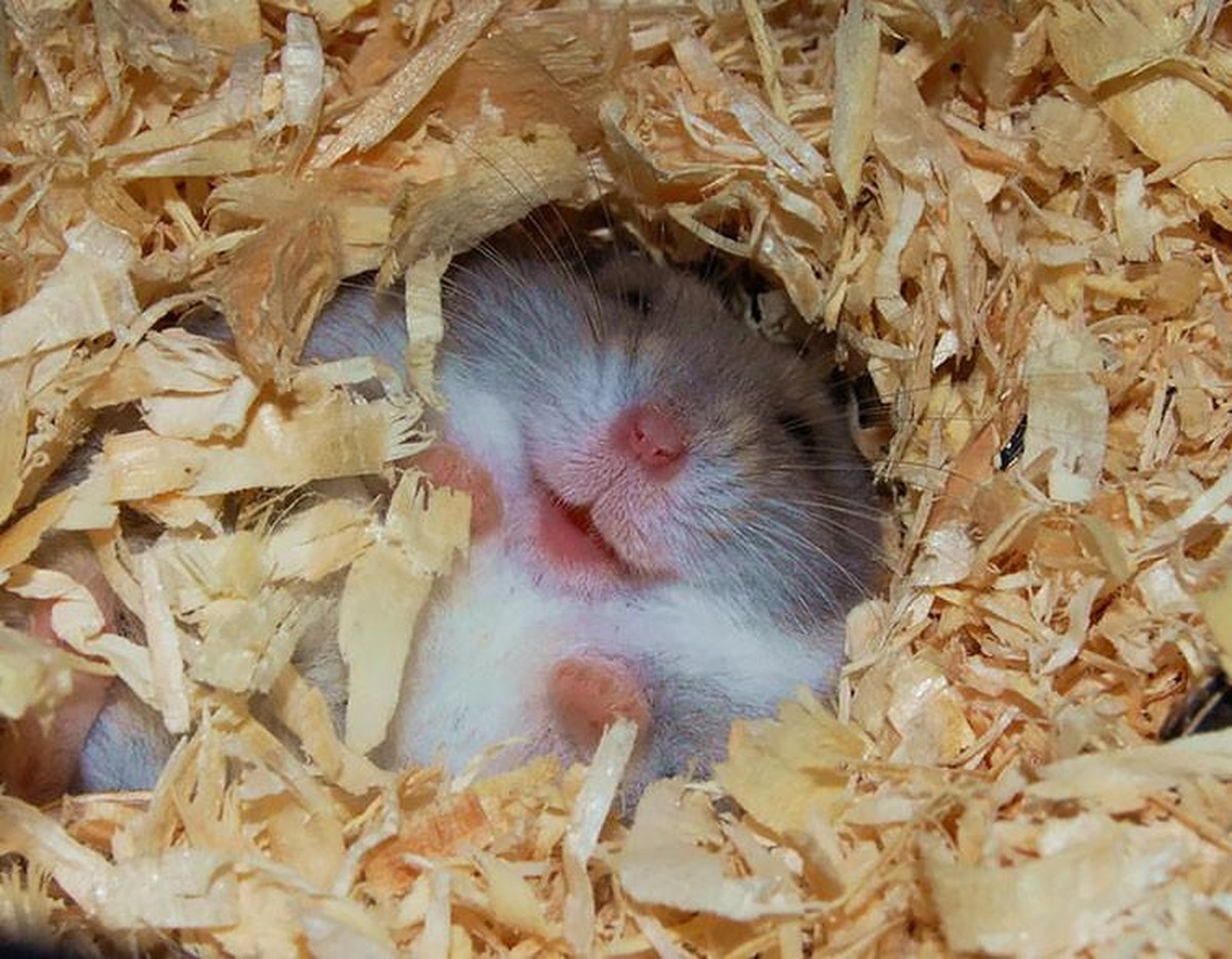 Cute News: Die herzigsten Tierbilder aus dem Internet.