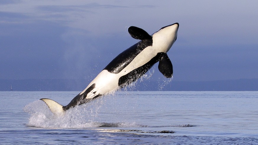 FILE - In this Jan. 18, 2014, file photo, a female resident orca whale breaches while swimming in Puget Sound near Bainbridge Island, Wash., as seen from a federally permitted research vessel. The Nat ...