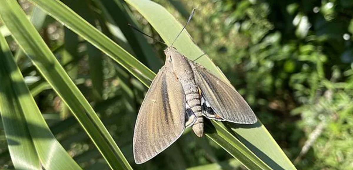 Palmenmotte im Tessin entdeckt. Palmmotte