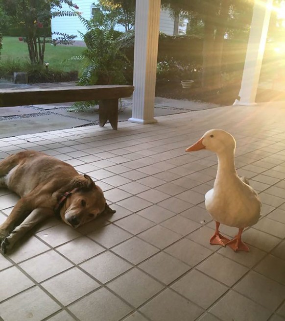 George und seine Ente, Hund
Cute News
https://imgur.com/gallery/DKPFL