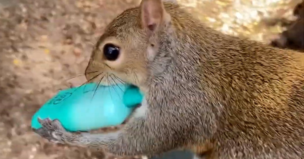 Mit einer echten Erdbeere verwechselt? Eichhörnchen «rauchen» Vapes