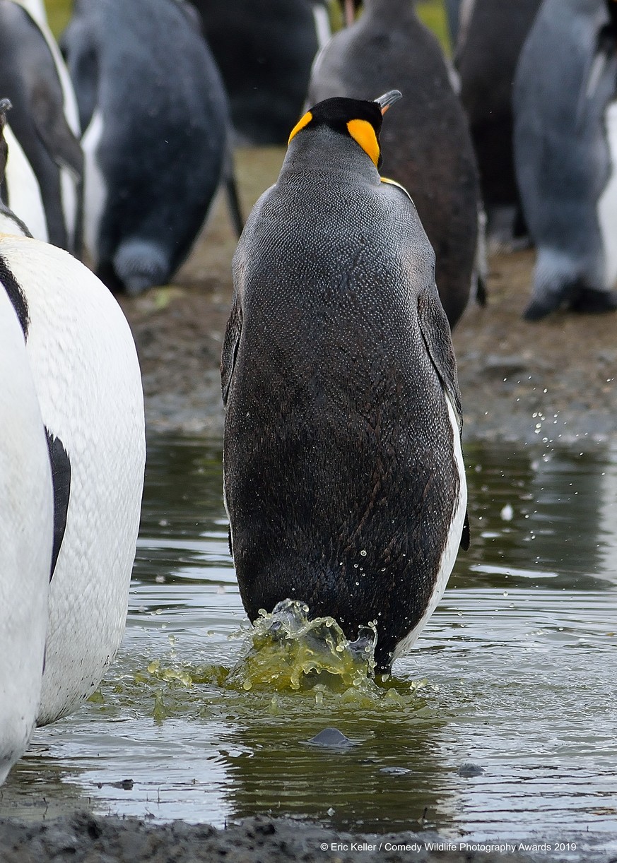 The Comedy Wildlife Photography Awards 2019
eric keller
reedsburg
United States
Phone: 6089632020
Email: silvanica1@hotmail.com
Title: Inconspicuous
Description: Either penguins are working on a new f ...