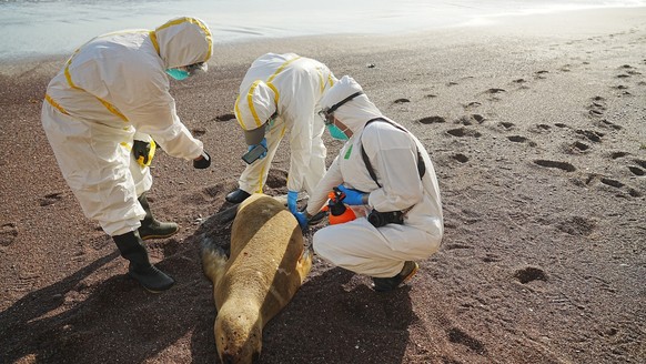 epa10469442 A handout photo made available by Peru&#039;s National Forestry and Wildlife Service (Serfor) showing experts examining a dead sea lion on a beach in Peru, 15 February 2023. The decision o ...