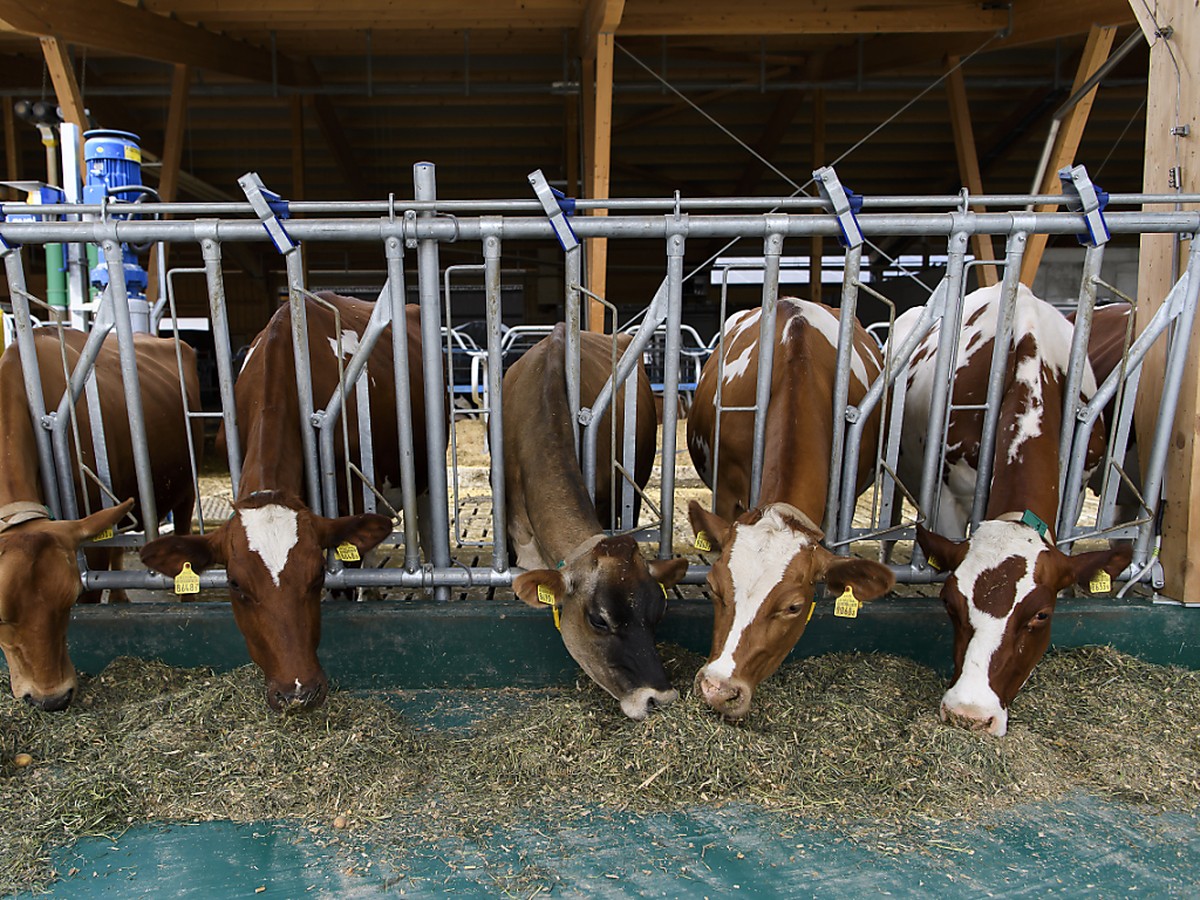 La Suisse en fait assez en mati�re de protection des animaux de rente, selon le Conseil f�d�ral. La campagne en vue de la votation du 25 septembre est lanc�e (archives).