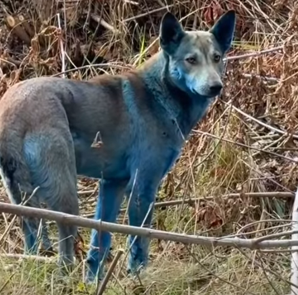 blue dogs chernobyl