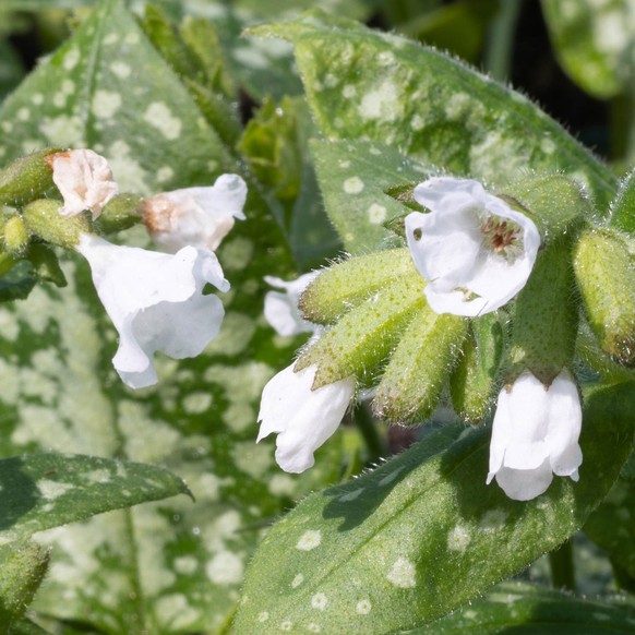 Lungenkraut (Pulmonaria officinalis)