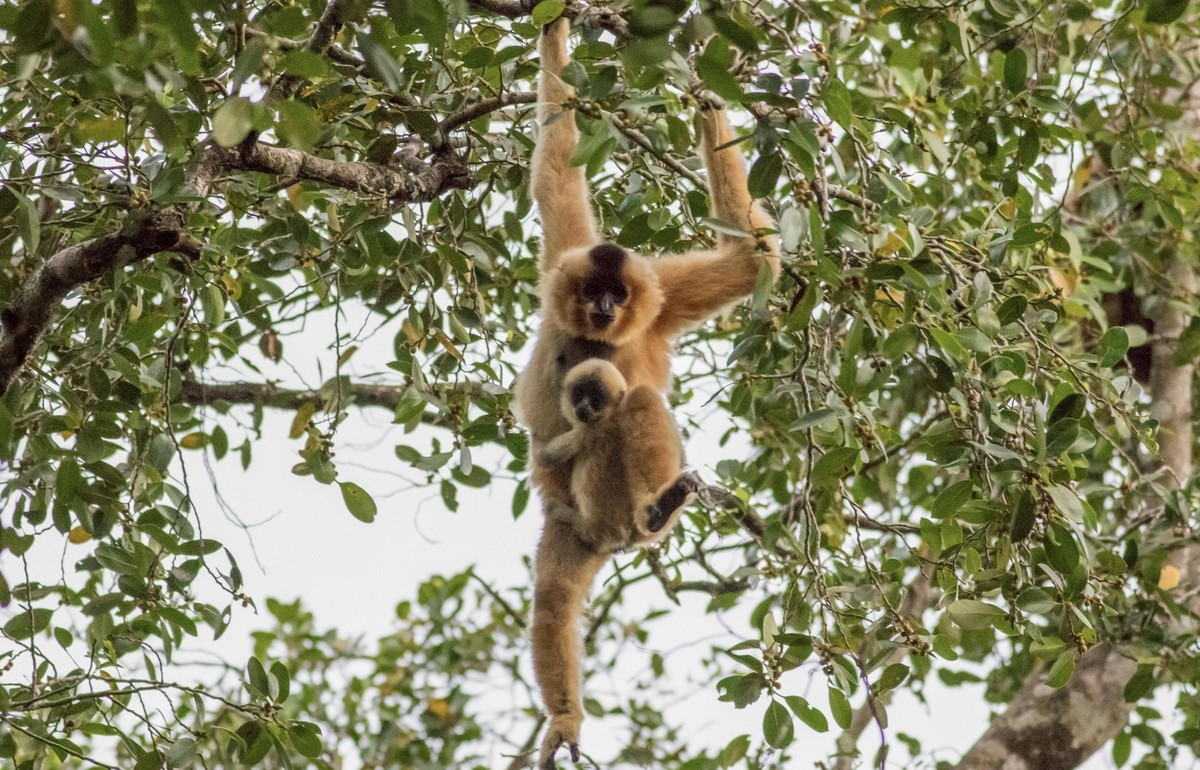 201026 -- PHNOM PENH, Oct. 26, 2020 -- Photo released by the Wildlife Conservation Society on Oct. 26, 2020 shows a yellow-cheeked crested gibbon with a baby in Keo Seima Wildlife Sanctuary in eastern ...
