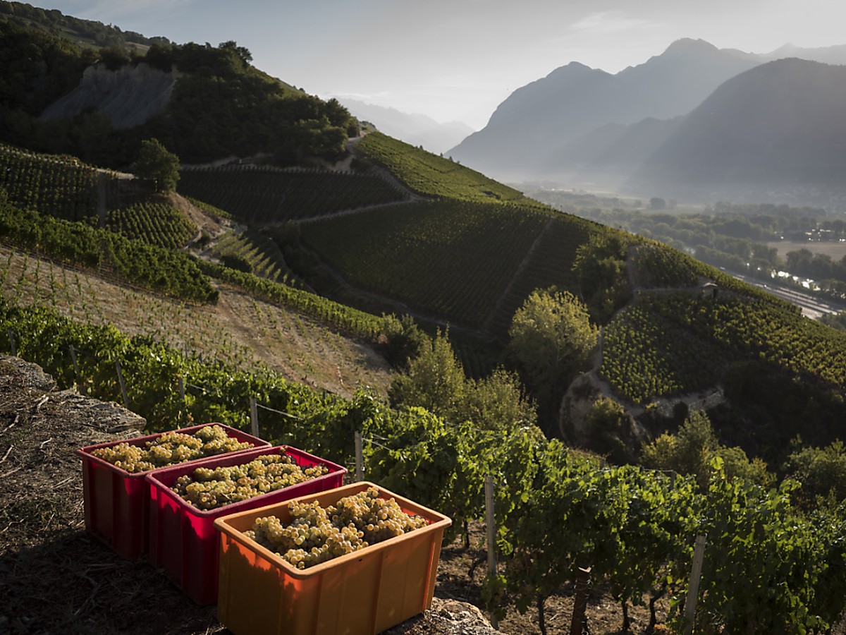 Le vignoble de demain devra �tre "viable �conomiquement, attractif pour la rel�ve, durable et riche en biodiversit�, apte � r�sister aux variabilit�s du march� et du climat et valorisant le patri ...