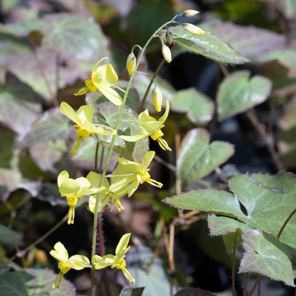 Elfenblume (Epimedium x perralchicum 'Frohnleiten')