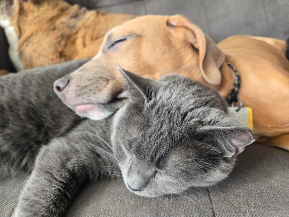 cute news tier hund katze

https://www.reddit.com/r/aww/comments/1ljgu6n/my_dogs_love_my_moms_cat/