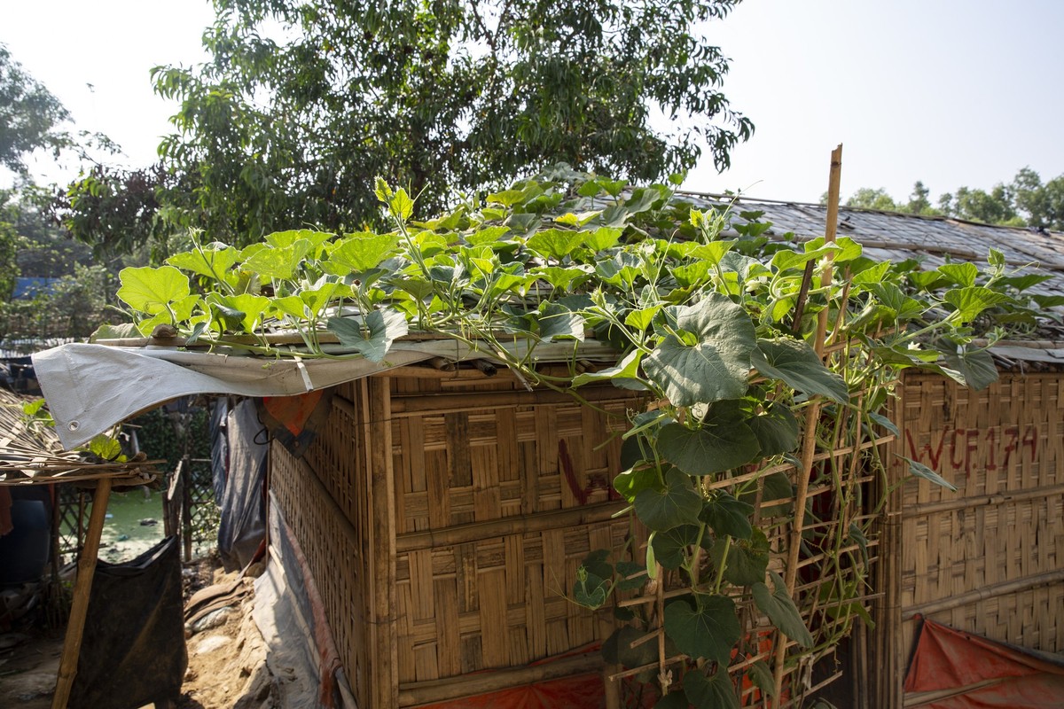 Rohingya refugee camp, Cox’s Bazar, gardens, different types: perma garden, rooftop garden, vertical garden