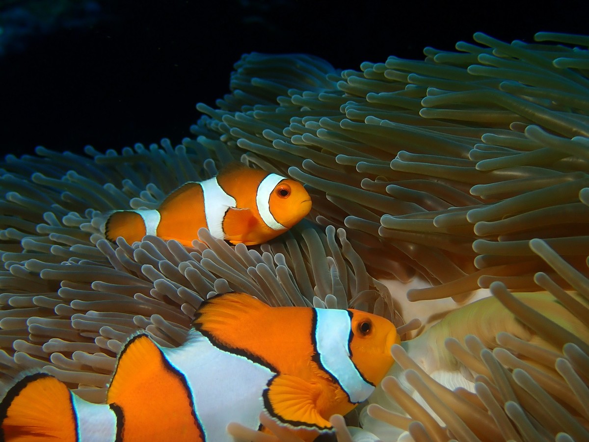 Clownfische am Great Barrier Reef in Australien.