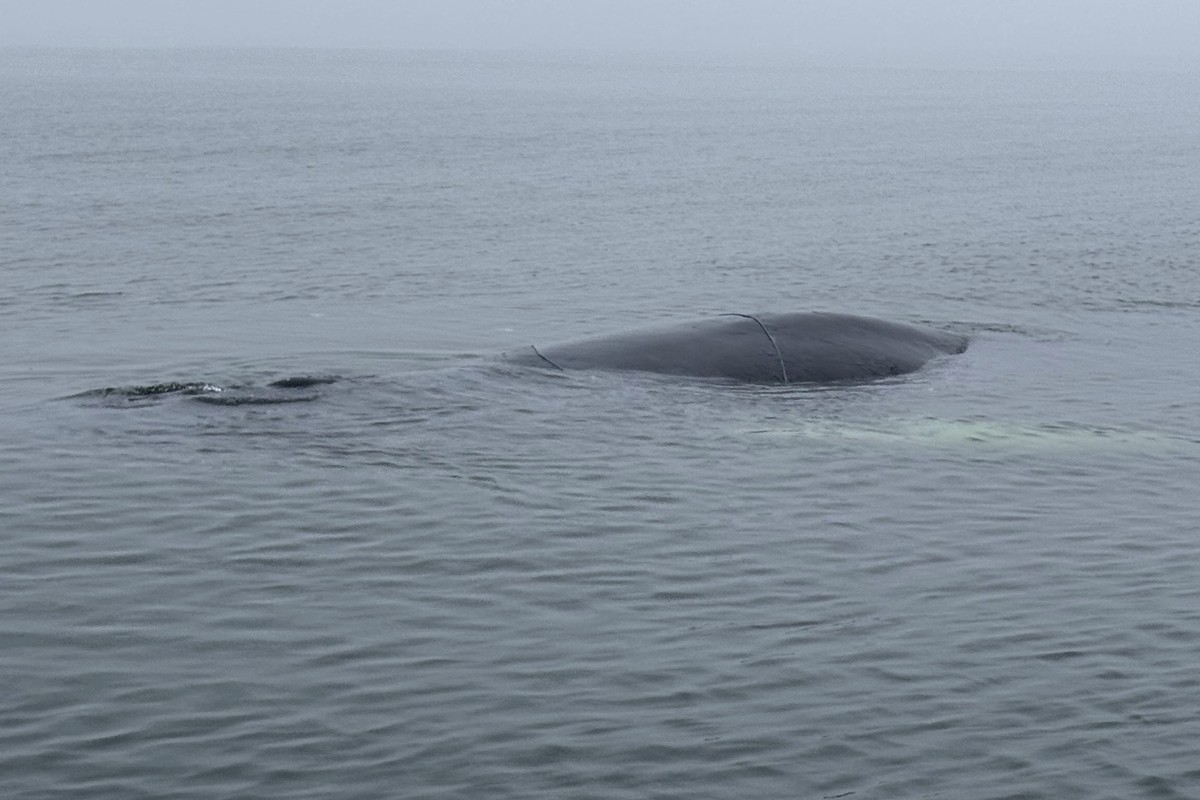 A whale that got caught in fishing nets stays close to the water surface in the Baltic Sea before rescuers were able to free it near the beach in Miedzyzdroje, Poland, on Wednesday, Feb. 26, 2025. (Ma ...