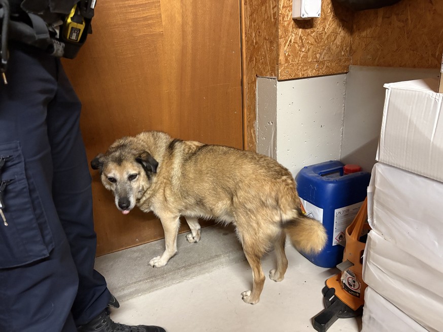 Hund ausgesetzt Bernhardzell