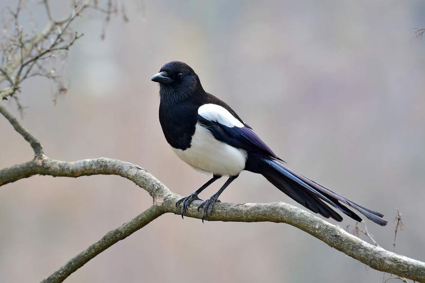 Magpie